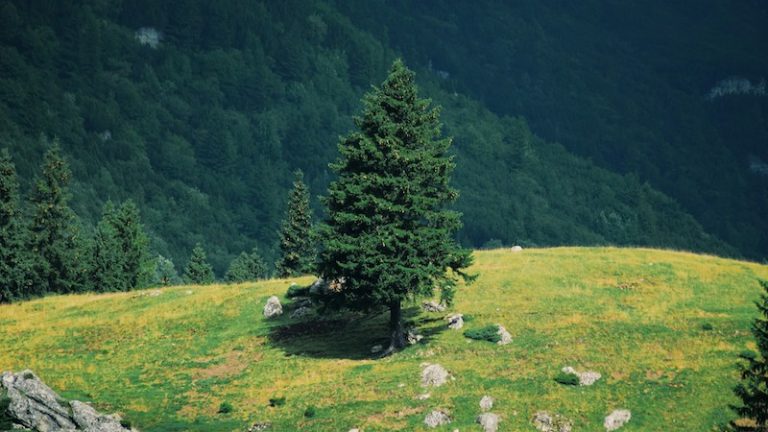 "Tree rooted in earth with sunrise — symbol of Jia Chen grounding energy"
