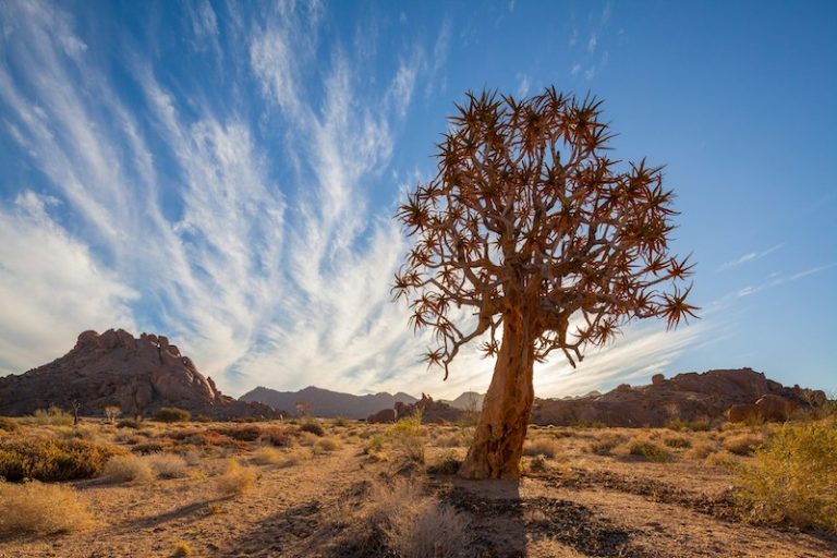 "Tree thriving under harsh fire – symbol of Jia Wu leadership energy"