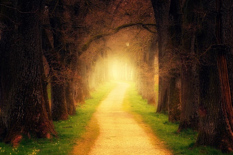 Golden forest path glowing with light – symbolizing the opening of destiny in Jia Zi